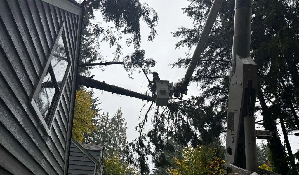 Crane Tree Removal | Aadams Tree Service, Tree Care, Tree Trimming &Amp; Pruning, Tree Removal, Stump Grinding | Tree Service, Tree Trimming &Amp; Pruning, Tree Removal, Stump Grinding | Crane Tree Removal 1