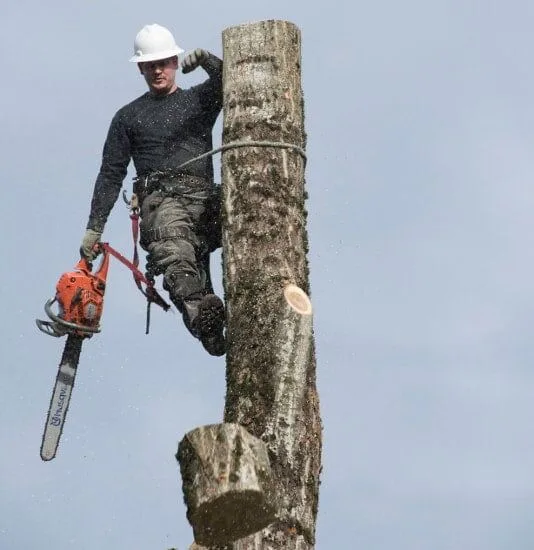 No 1 Tree Services In Bothell, Wa