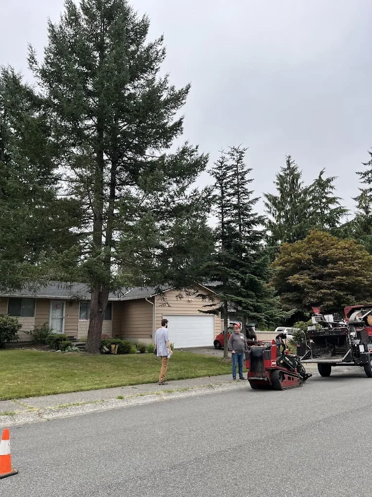 No 1 Tree Services In Seattle, Wa