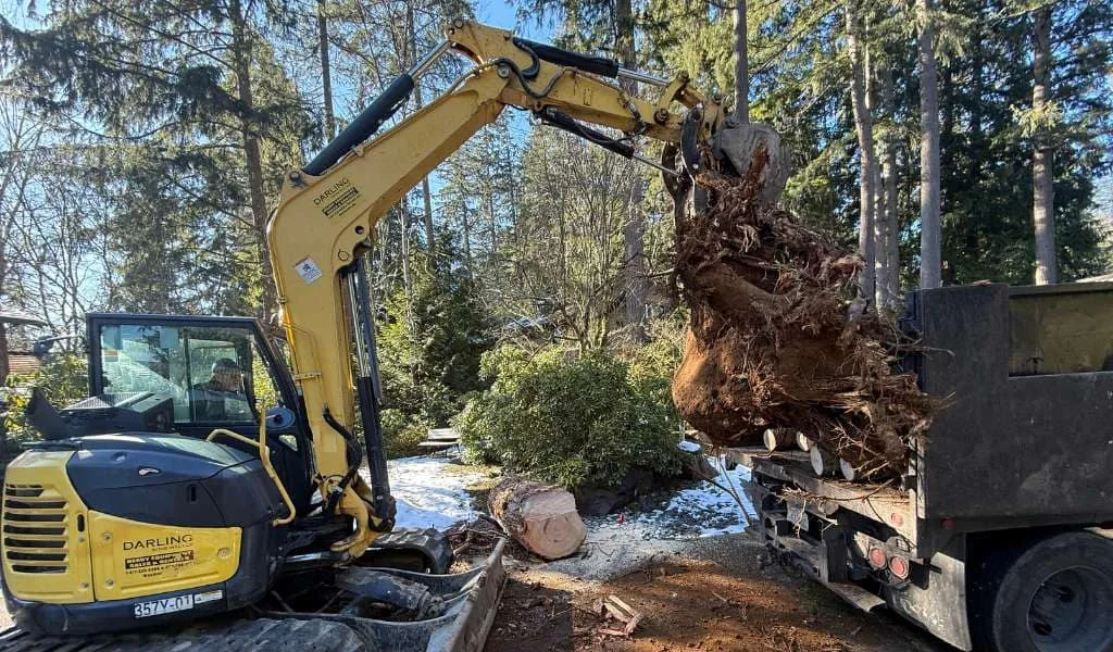 Root Ball Removal | Aadams Tree Service, Tree Care, Tree Trimming &Amp; Pruning, Tree Removal, Stump Grinding | Tree Service, Tree Trimming &Amp; Pruning, Tree Removal, Stump Grinding | Root Ball Removal
