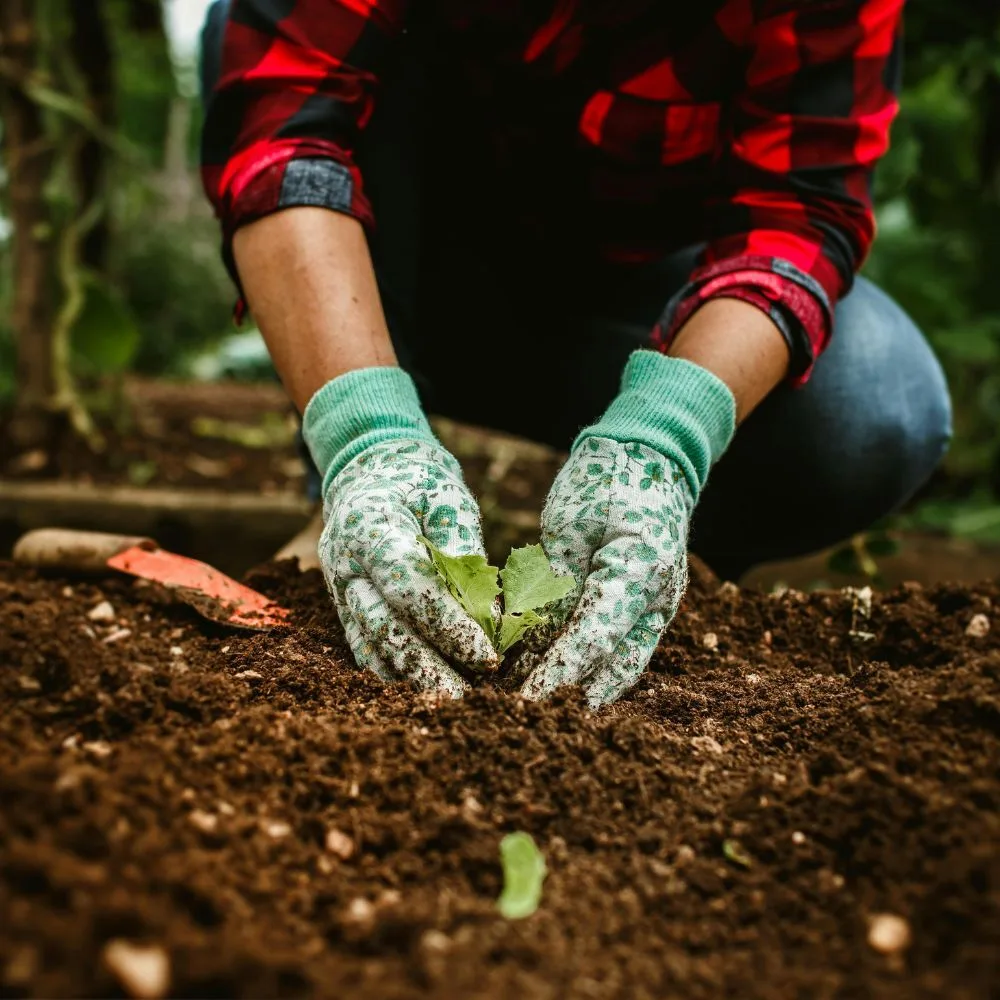 Root &Amp; Bloom Consulting | Aadams Tree Service, Tree Care, Tree Trimming &Amp; Pruning, Tree Removal, Stump Grinding | Tree Service, Tree Trimming &Amp; Pruning, Tree Removal, Stump Grinding | Root Bloom Consulting
