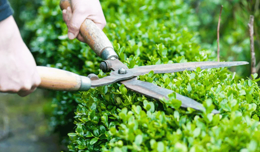 Small Bush Trimming And Pruning