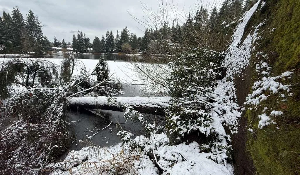 Storm Debris Cleanup | Aadams Tree Service, Tree Care, Tree Trimming &Amp; Pruning, Tree Removal, Stump Grinding | Tree Service, Tree Trimming &Amp; Pruning, Tree Removal, Stump Grinding | Storm Debris Cleanup