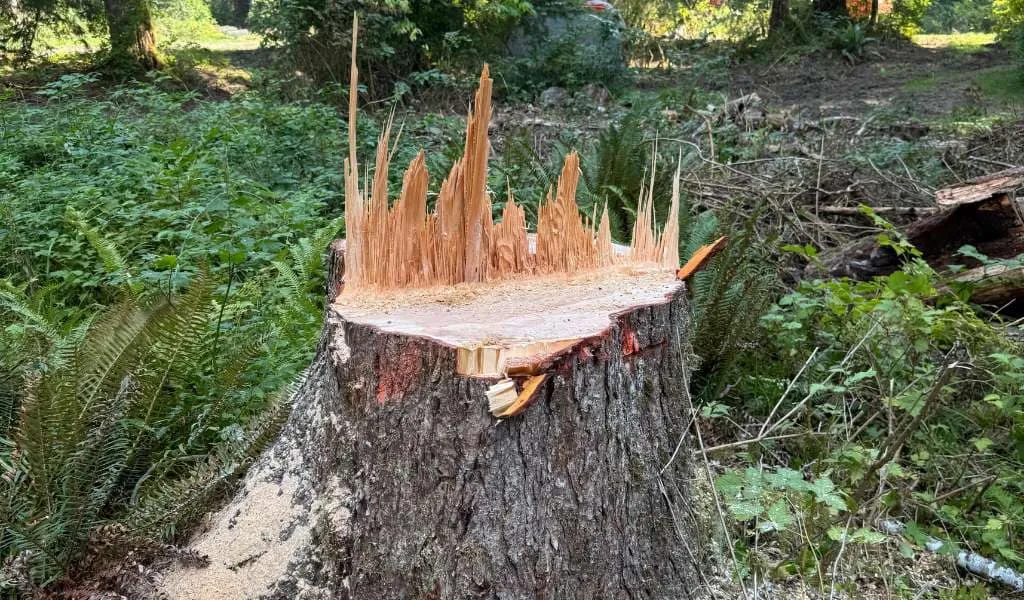 Stump Grinding &Amp; Removal Services In Seattle &Amp; The Eastside | Aadams Tree Service, Tree Care, Tree Trimming &Amp; Pruning, Tree Removal, Stump Grinding | Tree Service, Tree Trimming &Amp; Pruning, Tree Removal, Stump Grinding | Stump Grinding