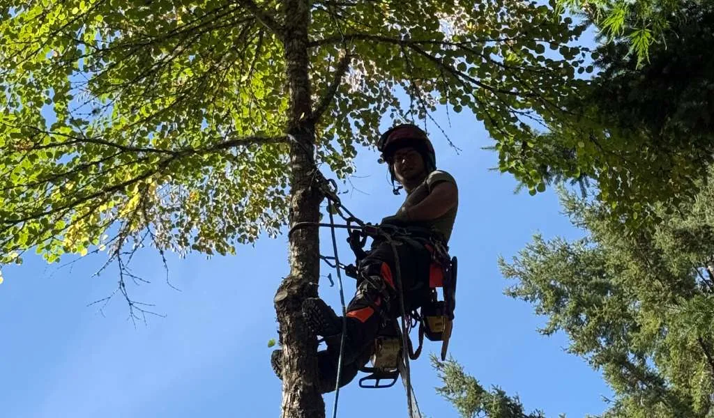 Certified Arborist &Amp; Tree Service Company | Aadams Tree Service, Tree Care, Tree Trimming &Amp; Pruning, Tree Removal, Stump Grinding | Tree Service, Tree Trimming &Amp; Pruning, Tree Removal, Stump Grinding | Tree Arborist