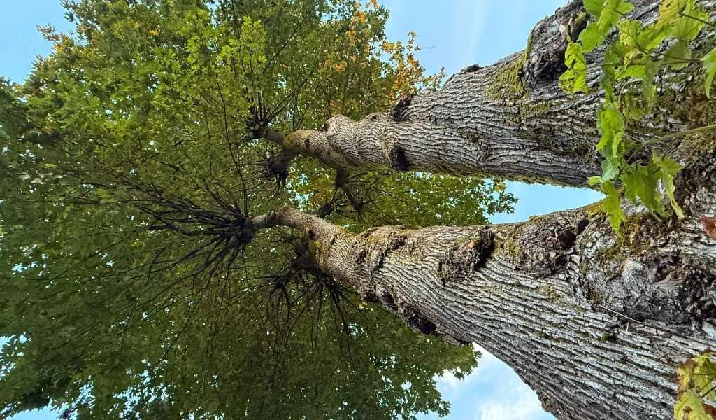 Tree Preservation | Aadams Tree Service, Tree Care, Tree Trimming &Amp; Pruning, Tree Removal, Stump Grinding | Tree Service, Tree Trimming &Amp; Pruning, Tree Removal, Stump Grinding | Tree Preservation 1