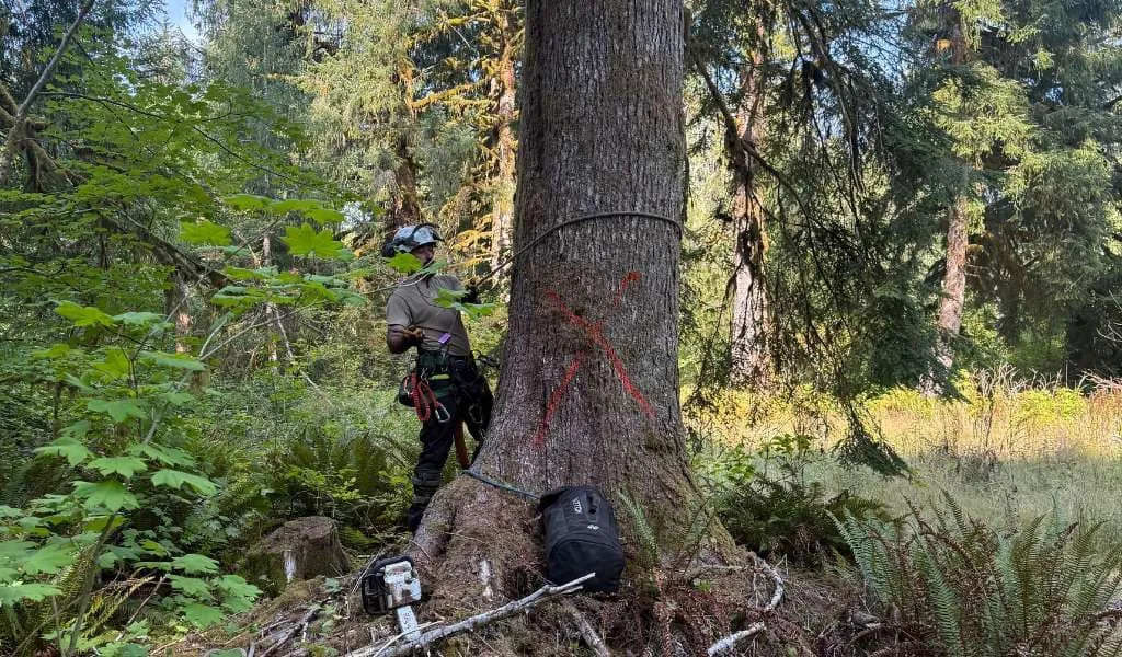 Aadams Tree Service crew