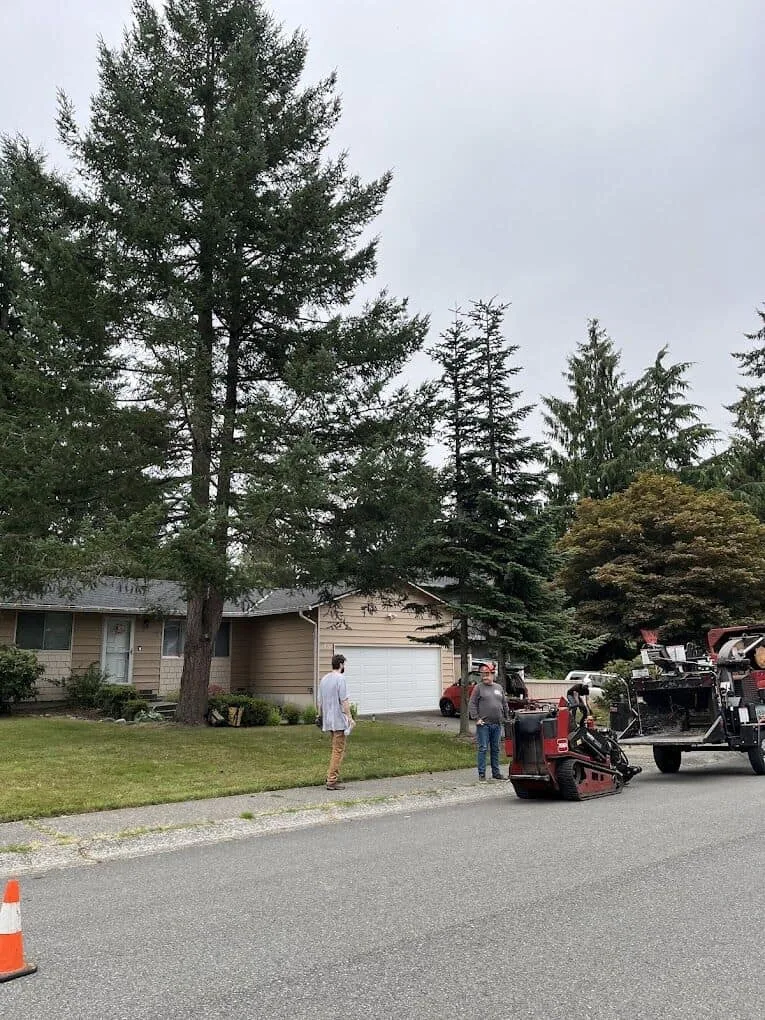 Tree Services In Issaquah