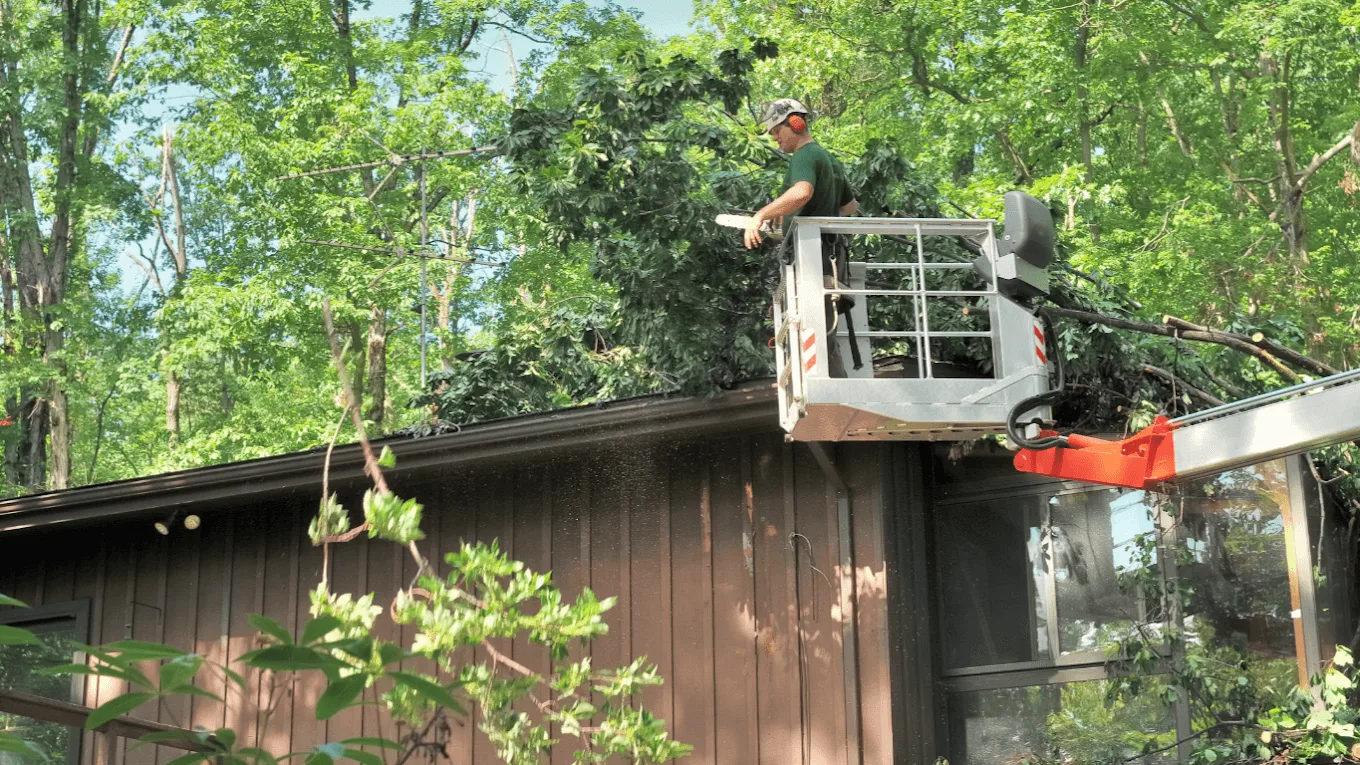 Tree Services In Lake Forest Park