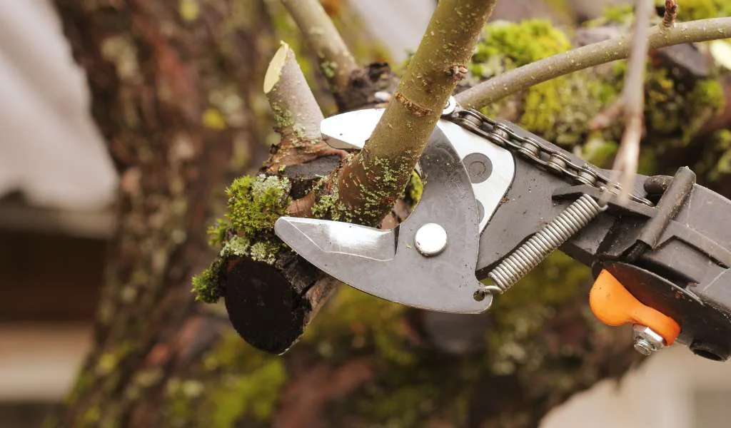 Tree Trimming &Amp; Tree Pruning