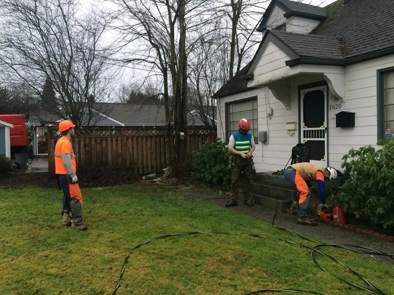 Tree Services In Bellevue, Wa
